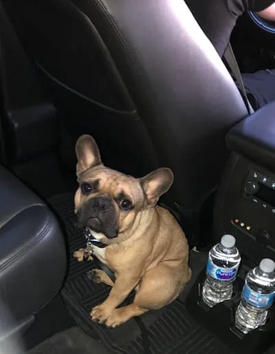 French bulldog riding along on the floor of a luxury SUV